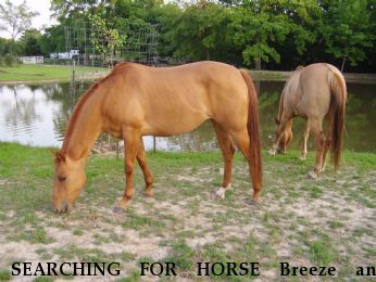SEARCHING FOR HORSE Breeze and Norman, $1000 REWARD each Near Kaufman, TX, 75142